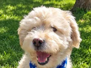 Cachorro raça Poodle idade 2 anos nome Cebolinha 
