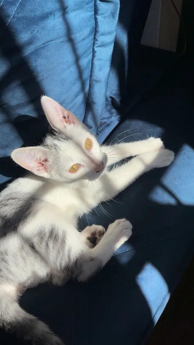 Gato raça SRD-ViraLata idade 2 a 6 meses nome anitta
