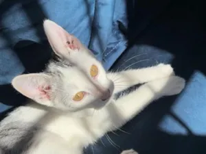 Gato raça SRD-ViraLata idade 2 a 6 meses nome anitta