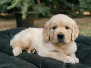 Cachorro raça SRD-ViraLata idade 2 a 6 meses nome Filhotes golden