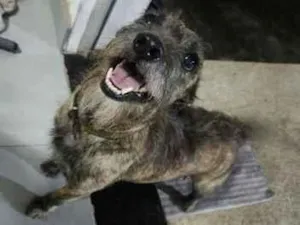 Cachorro raça SRD-ViraLata idade 4 anos nome Chiquinha 