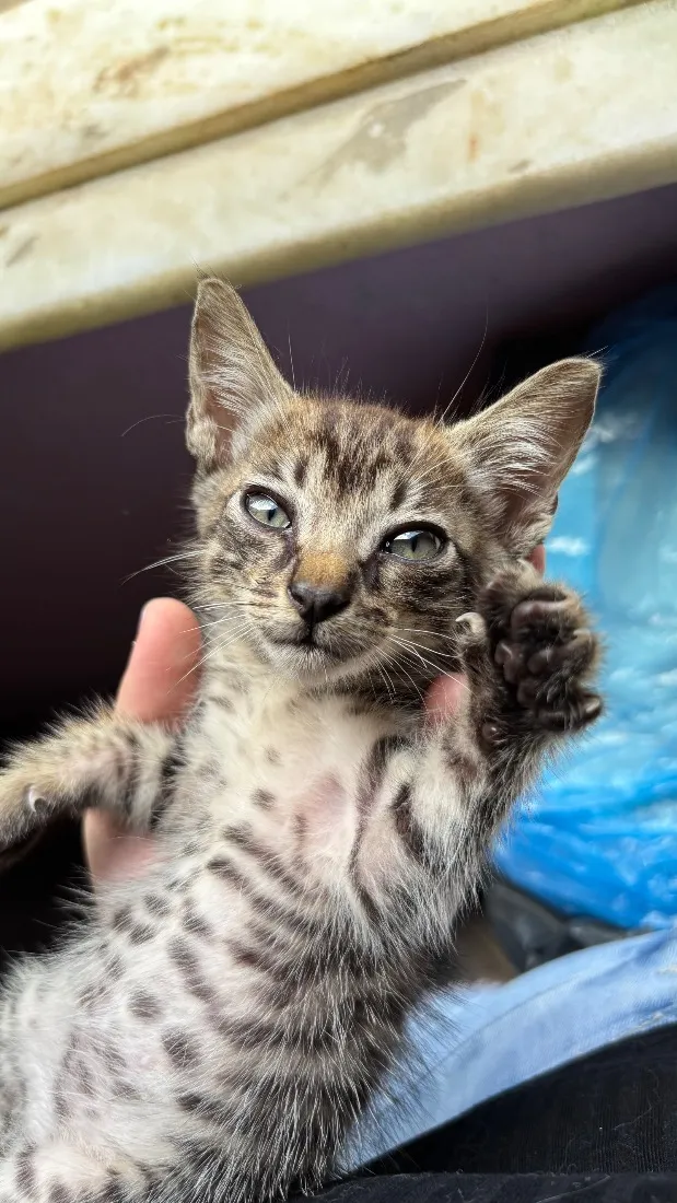 Gato raça SRD-ViraLata idade 2 a 6 meses nome Rajado