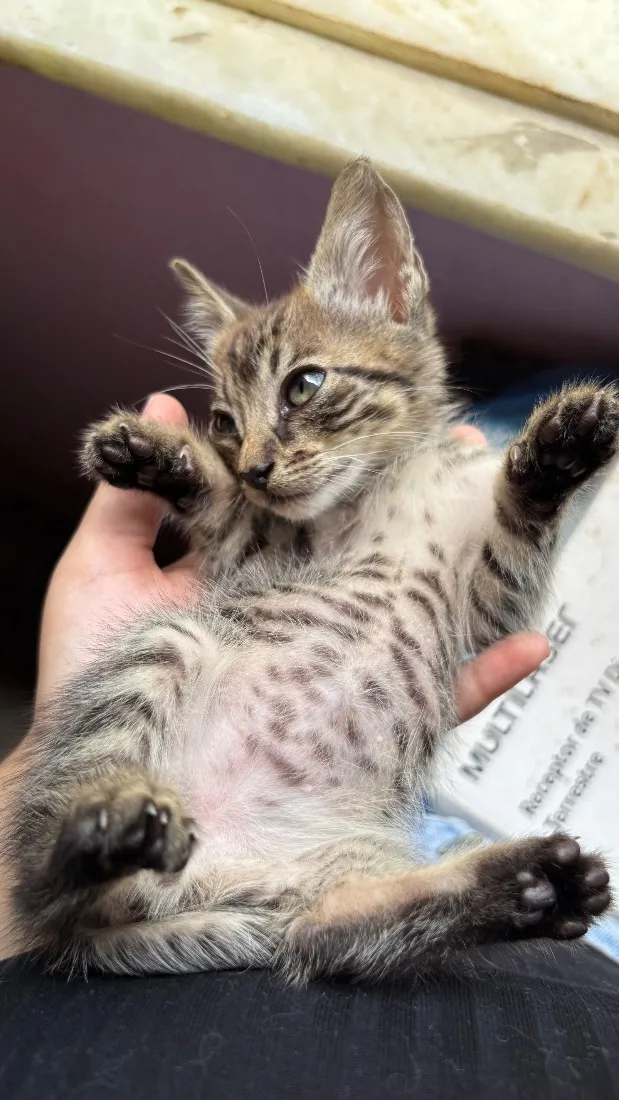 Gato raça SRD-ViraLata idade 2 a 6 meses nome Rajado