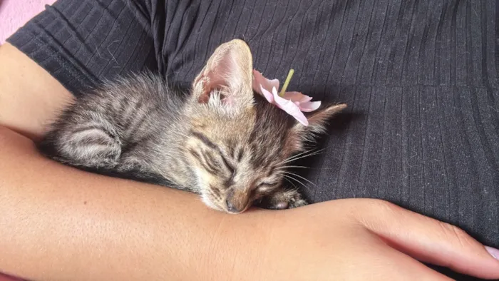 Gato raça SRD-ViraLata idade 2 a 6 meses nome Rajado
