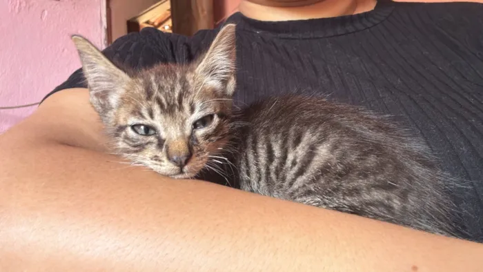 Gato raça SRD-ViraLata idade 2 a 6 meses nome Rajado