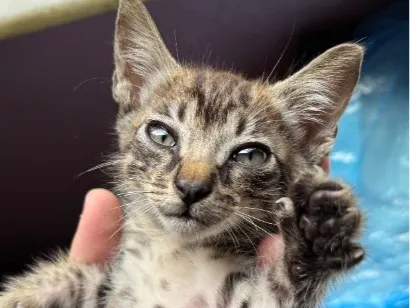 Gato raça SRD-ViraLata idade 2 a 6 meses nome Rajado