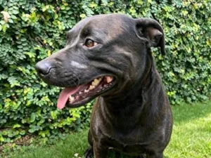 Cachorro raça SRD-ViraLata idade 1 ano nome Bradock