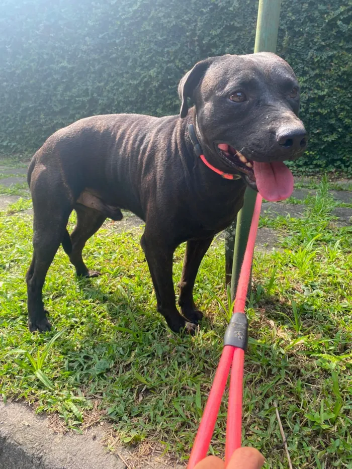 Cachorro raça SRD-ViraLata idade 1 ano nome Bradock