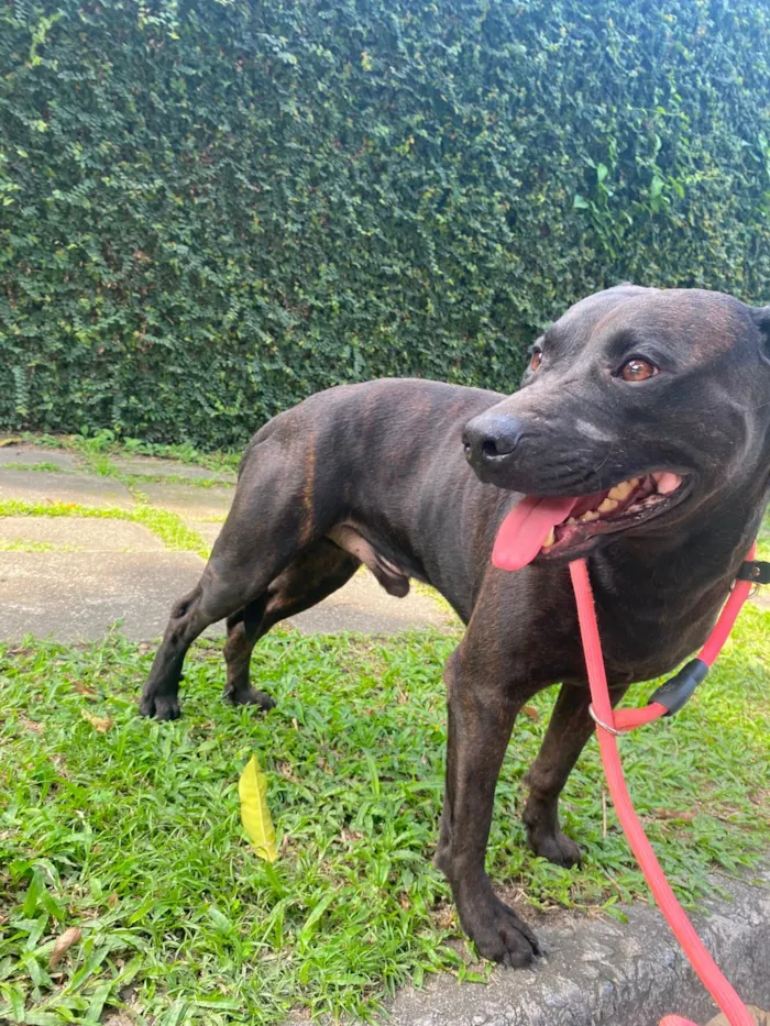 Cachorro raça SRD-ViraLata idade 1 ano nome Bradock