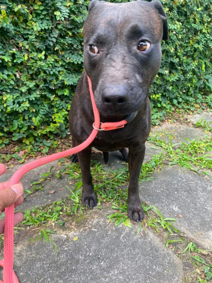 Cachorro raça SRD-ViraLata idade 1 ano nome Bradock