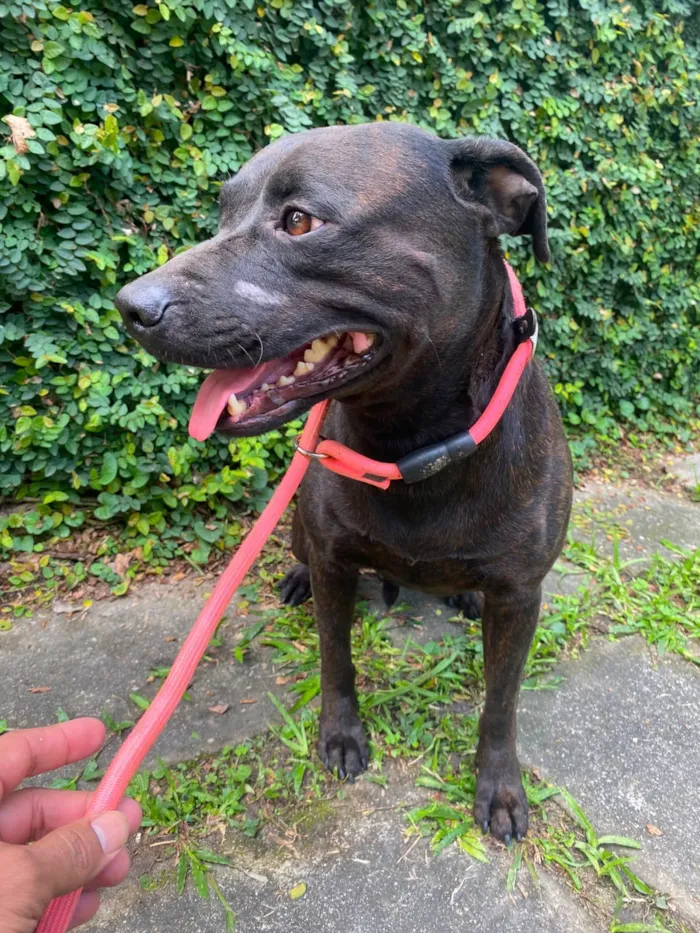 Cachorro raça SRD-ViraLata idade 1 ano nome Bradock