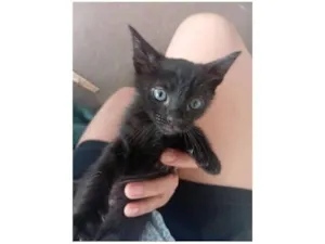 Gato raça SRD-ViraLata idade Abaixo de 2 meses nome Jiji