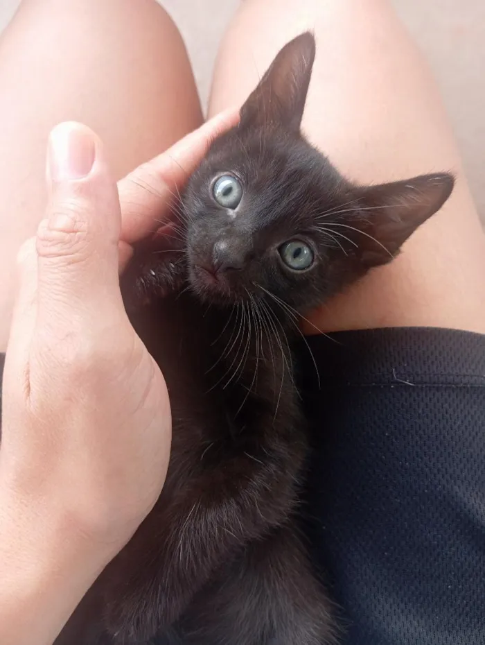 Gato raça SRD-ViraLata idade Abaixo de 2 meses nome Minerva 