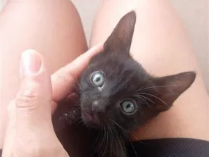 Gato raça SRD-ViraLata idade Abaixo de 2 meses nome Minerva 
