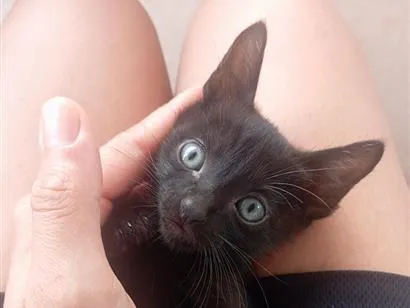 Gato raça SRD-ViraLata idade Abaixo de 2 meses nome Minerva 