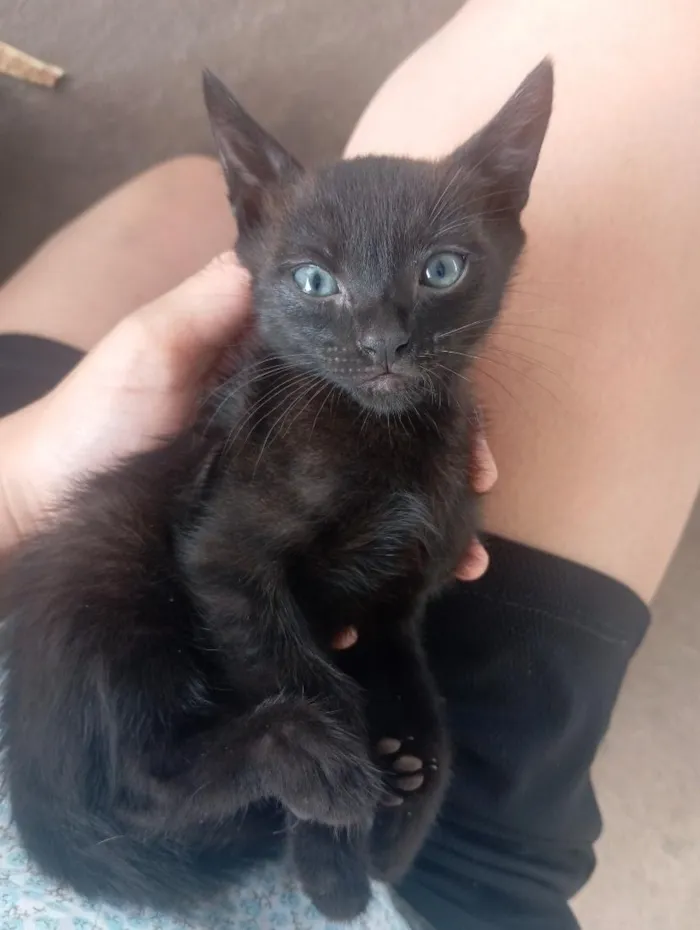 Gato raça SRD-ViraLata idade Abaixo de 2 meses nome Celeste 