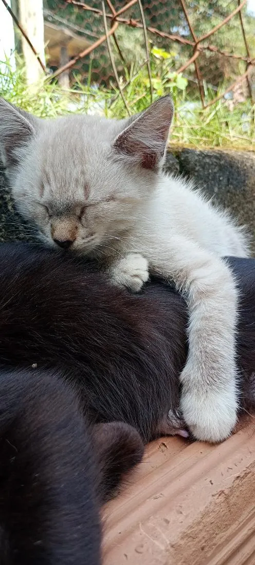 Gato raça SRD-ViraLata idade 2 a 6 meses nome Pluma