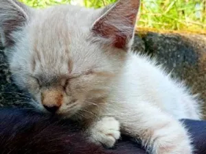 Gato raça SRD-ViraLata idade 2 a 6 meses nome Pluma