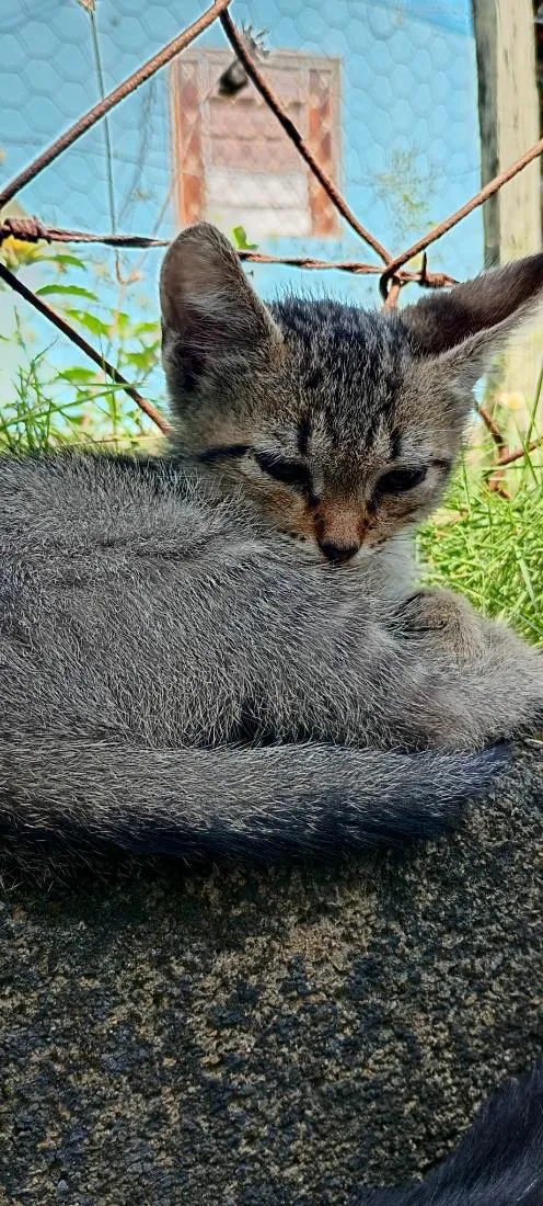 Gato raça SRD-ViraLata idade 2 a 6 meses nome Joe 
