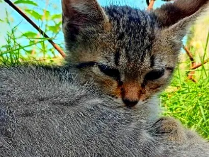 Gato raça SRD-ViraLata idade 2 a 6 meses nome Joe 