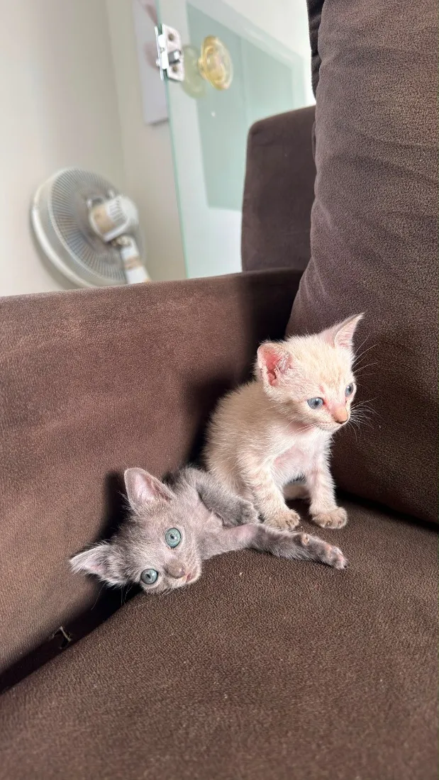 Gato raça  idade 2 a 6 meses nome Sem nome 