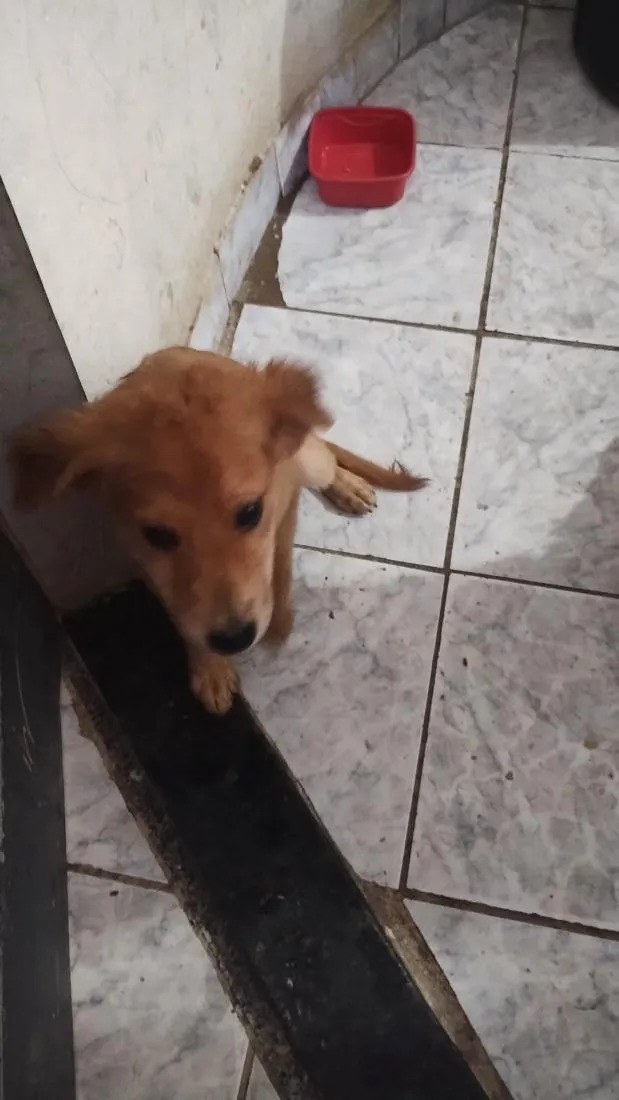 Cachorro raça SRD-ViraLata idade 2 a 6 meses nome ainda está sem nome FILHOTE