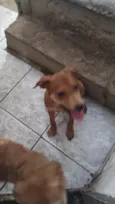 ainda está sem nome FILHOTE