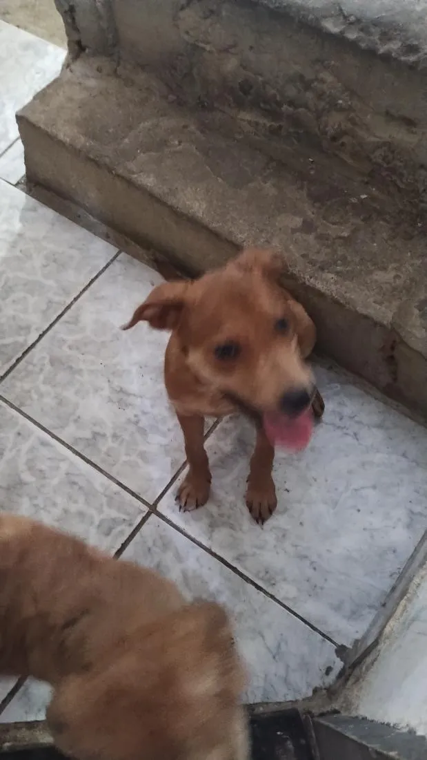 Cachorro raça SRD-ViraLata idade 2 a 6 meses nome ainda está sem nome FILHOTE