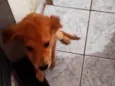 ainda está sem nome FILHOTE