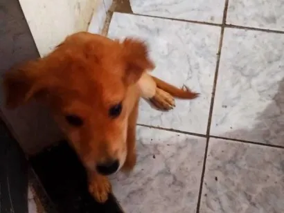 Cachorro raça SRD-ViraLata idade 2 a 6 meses nome ainda está sem nome FILHOTE