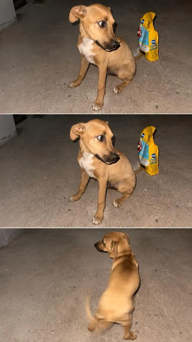 Cachorro raça SRD-ViraLata idade 2 a 6 meses nome Bidu
