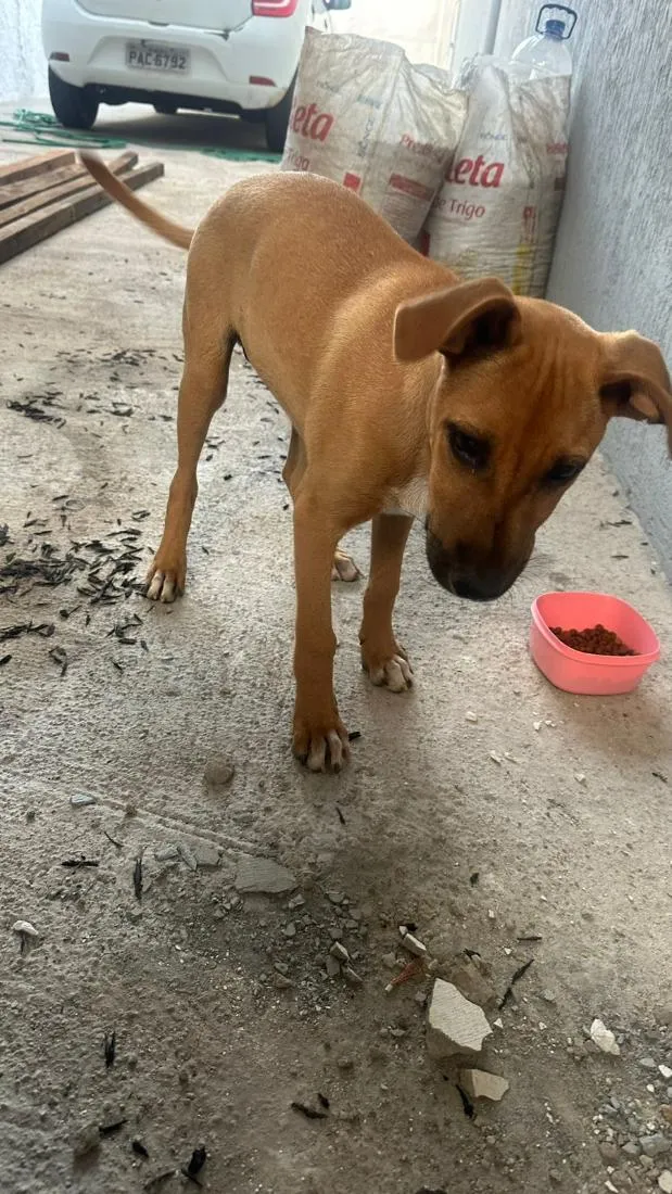 Cachorro raça SRD-ViraLata idade 2 a 6 meses nome Bidu
