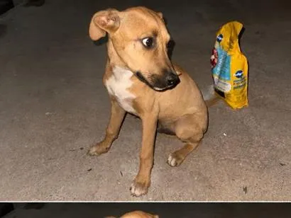 Cachorro raça SRD-ViraLata idade 2 a 6 meses nome Bidu