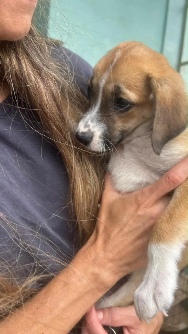 Cachorro raça SRD-ViraLata idade 2 a 6 meses nome Lola