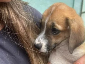 Cachorro raça SRD-ViraLata idade 2 a 6 meses nome Lola