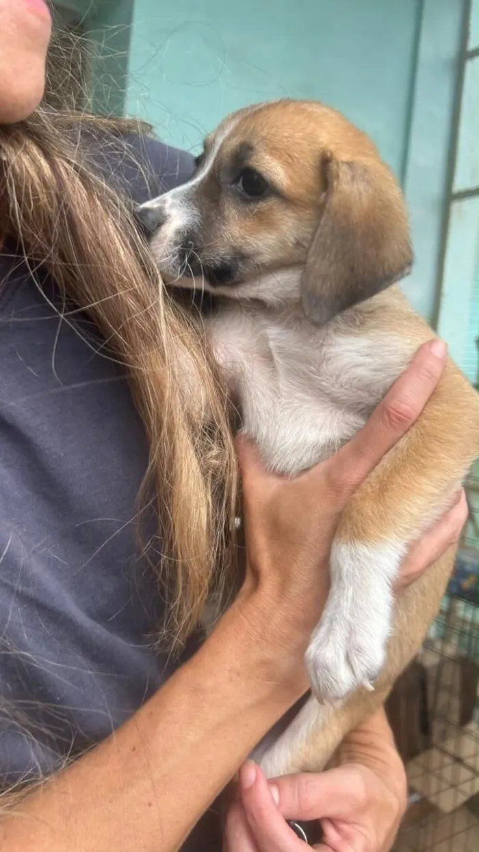 Cachorro raça SRD-ViraLata idade 2 a 6 meses nome Lola