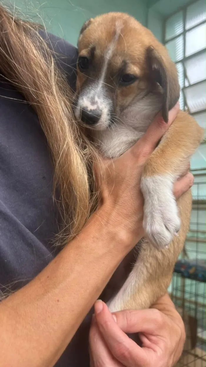 Cachorro raça SRD-ViraLata idade 2 a 6 meses nome Lola