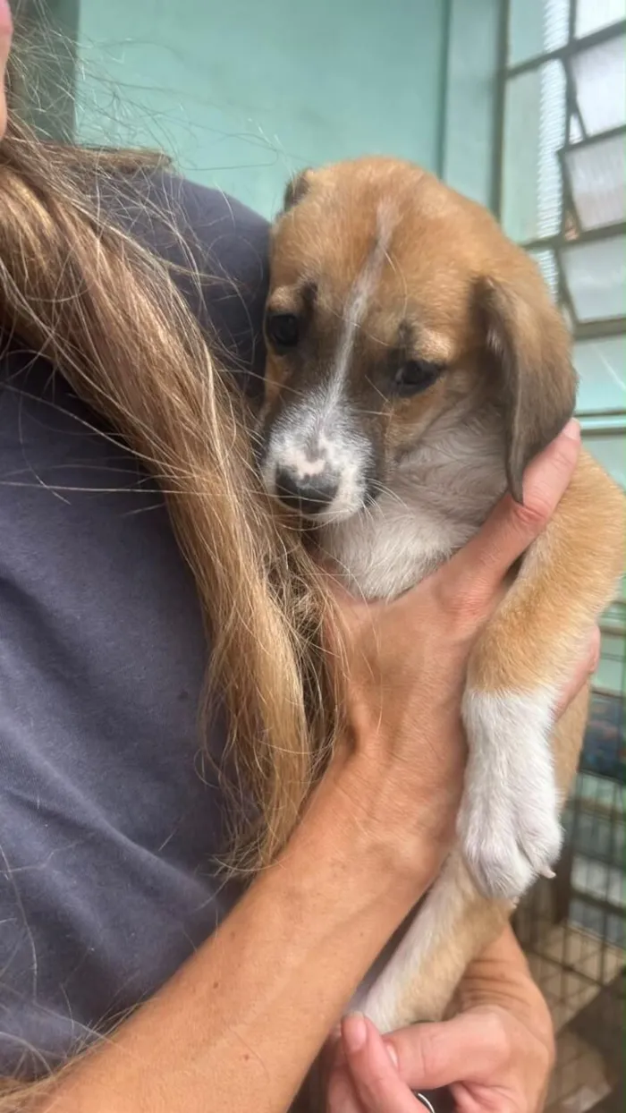 Cachorro raça SRD-ViraLata idade 2 a 6 meses nome Lola