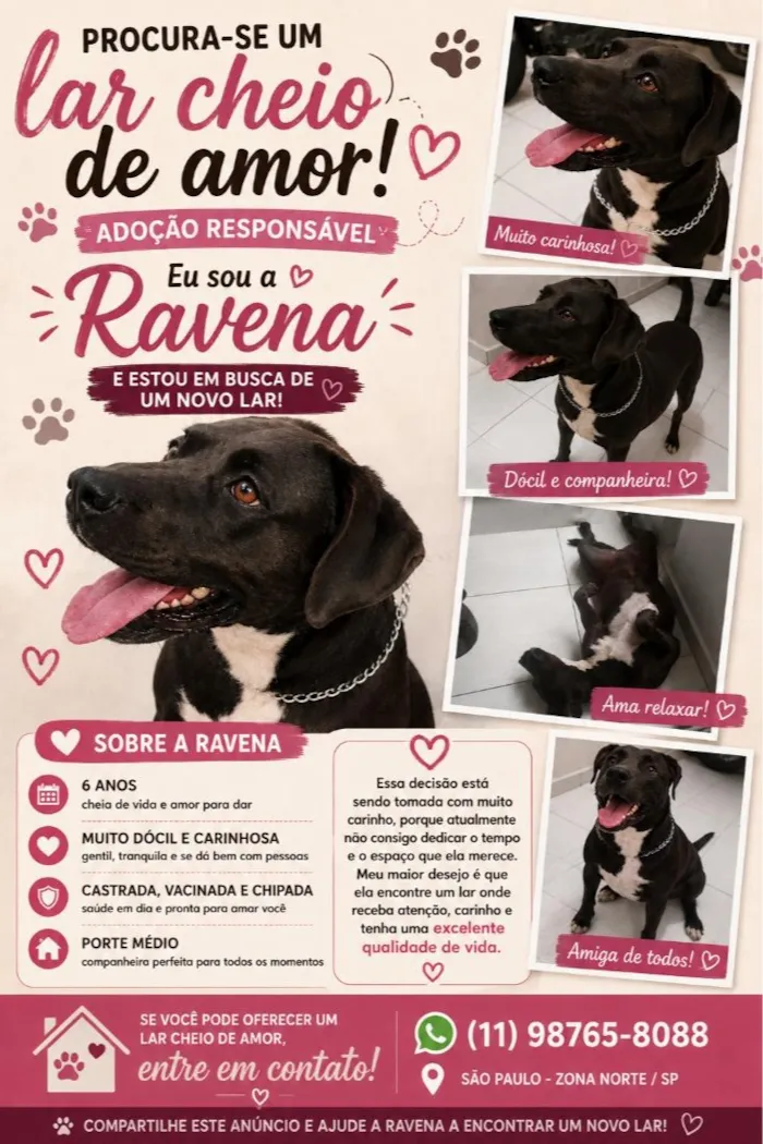 Cachorro raça SRD-ViraLata idade 6 ou mais anos nome Ravena