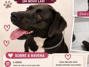 Cachorro raça SRD-ViraLata idade 6 ou mais anos nome Ravena