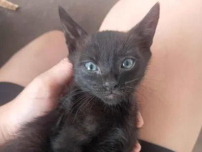 Gato raça SRD-ViraLata idade Abaixo de 2 meses nome Celeste 