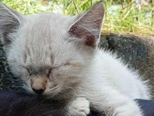 Gato raça SRD-ViraLata idade 2 a 6 meses nome Pluma