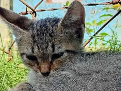 Gato raça SRD-ViraLata idade 2 a 6 meses nome Joe 
