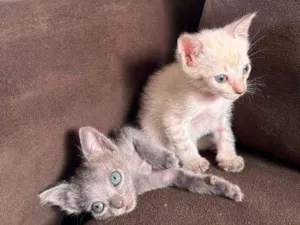 Gato raça  idade 2 a 6 meses nome Sem nome 