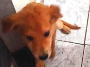 Cachorro raça SRD-ViraLata idade 2 a 6 meses nome ainda está sem nome FILHOTE