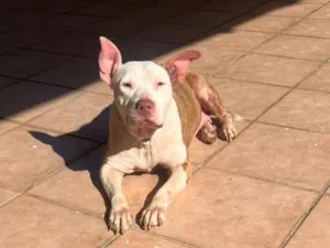 Cachorro raça SRD-ViraLata idade 1 ano nome Lily