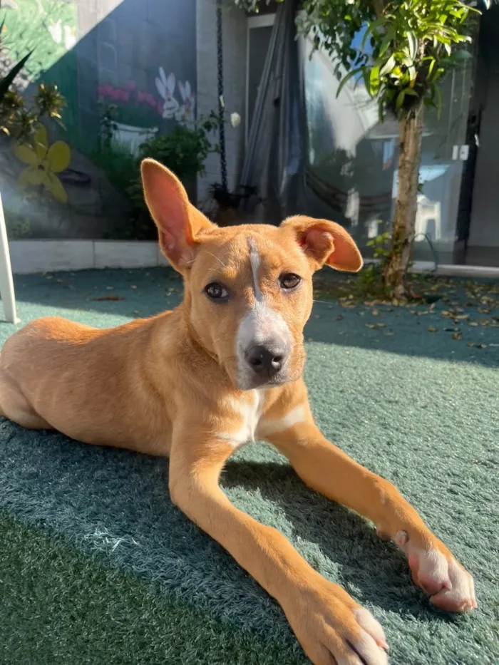 Cachorro raça SRD-ViraLata idade 7 a 11 meses nome Cacau