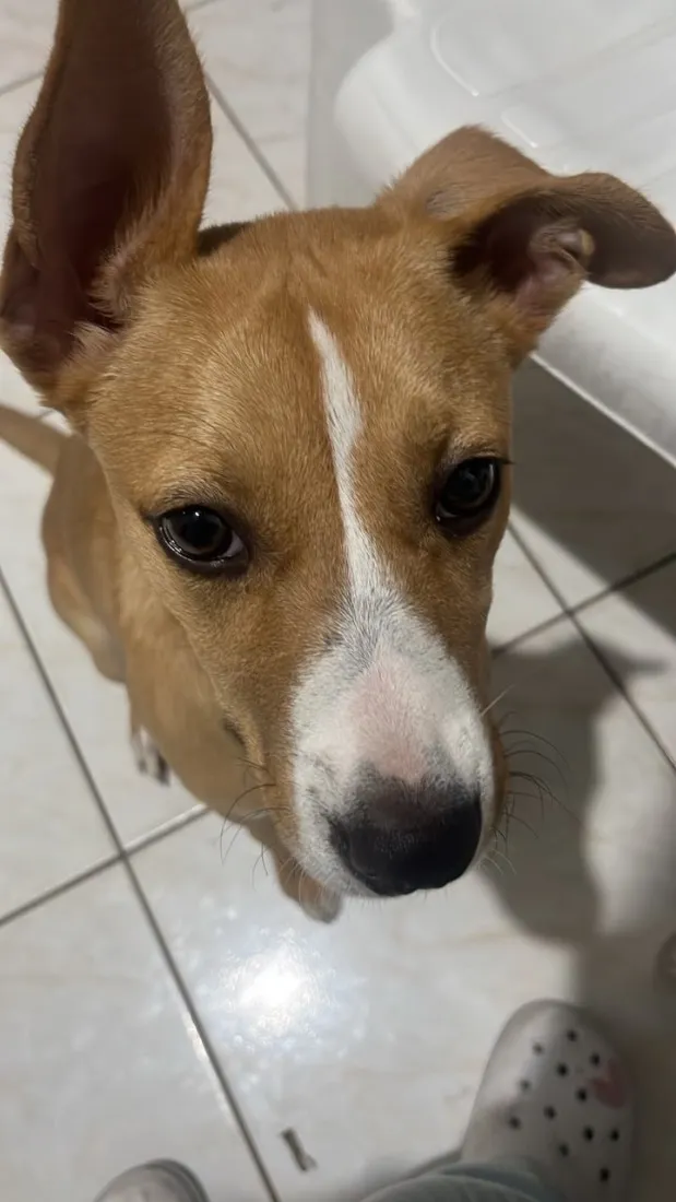 Cachorro raça SRD-ViraLata idade 7 a 11 meses nome Cacau