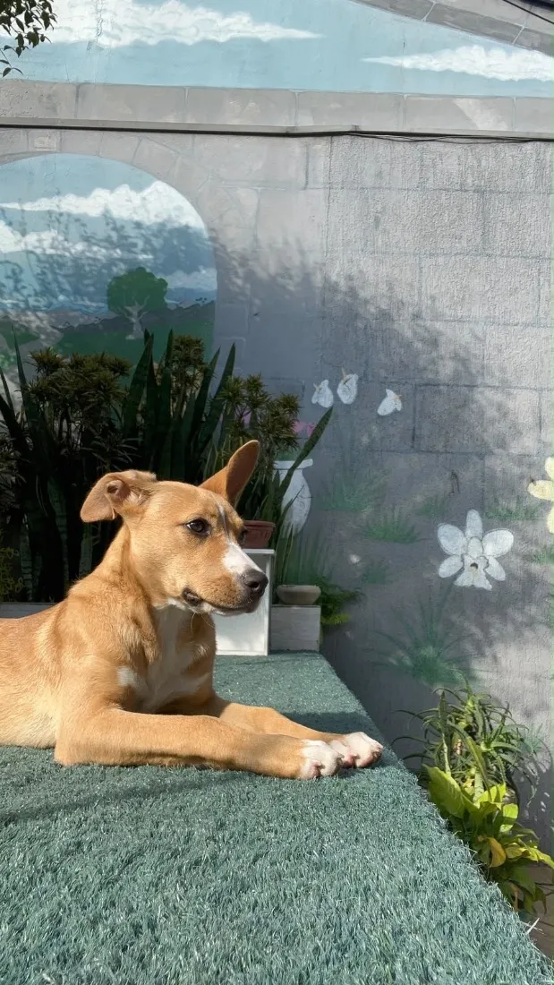 Cachorro raça SRD-ViraLata idade 7 a 11 meses nome Cacau