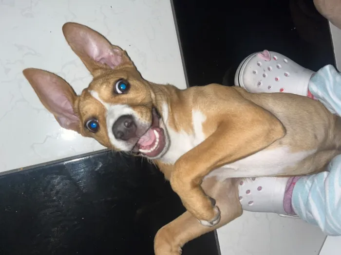 Cachorro raça SRD-ViraLata idade 7 a 11 meses nome Cacau